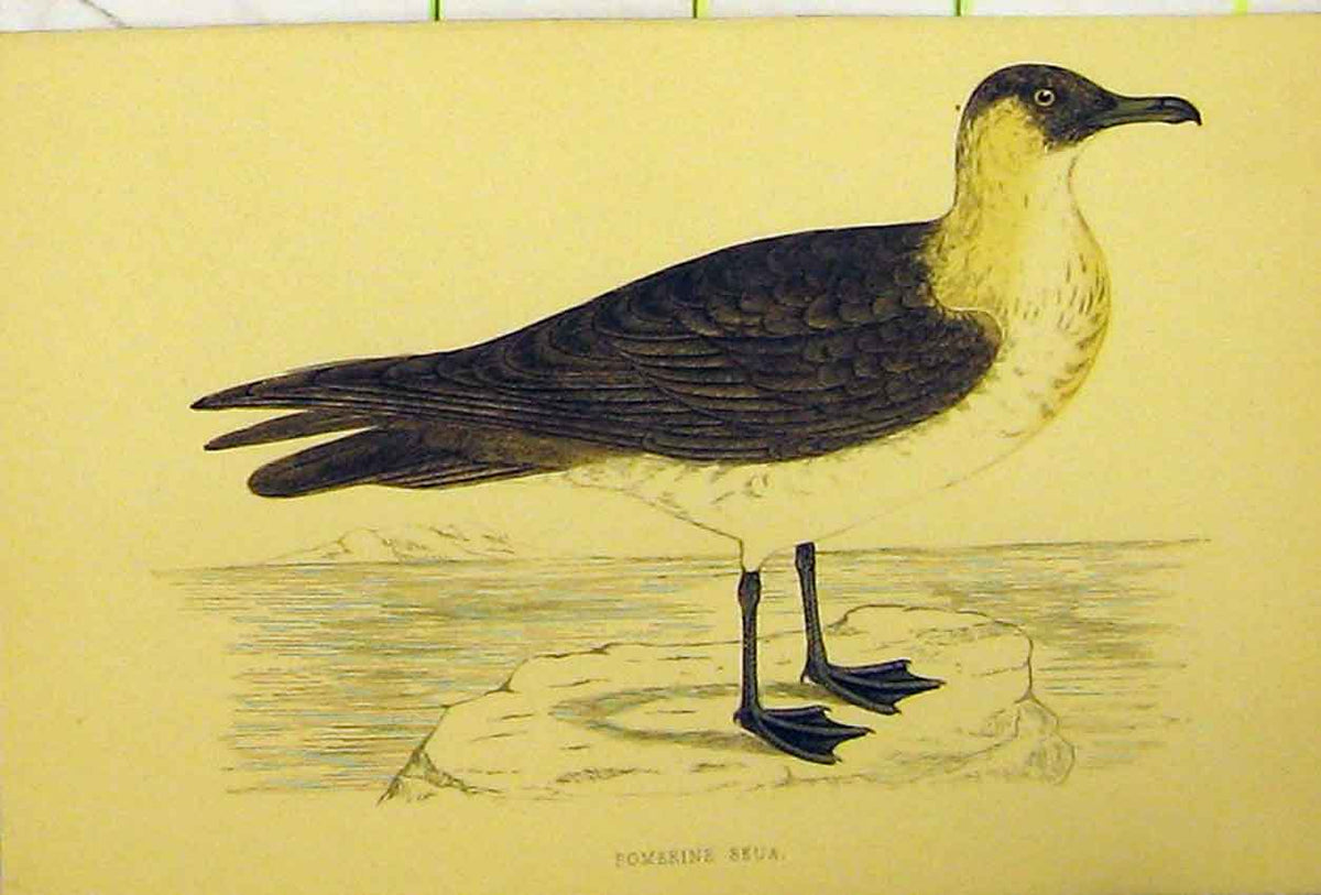Old Antique Print Pomerine Skua Bird C1880 Hand Coloured Natural History 19th