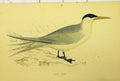 Original Old Antique Print Hand Coloured C1880 Swift Tern Bird Natural History