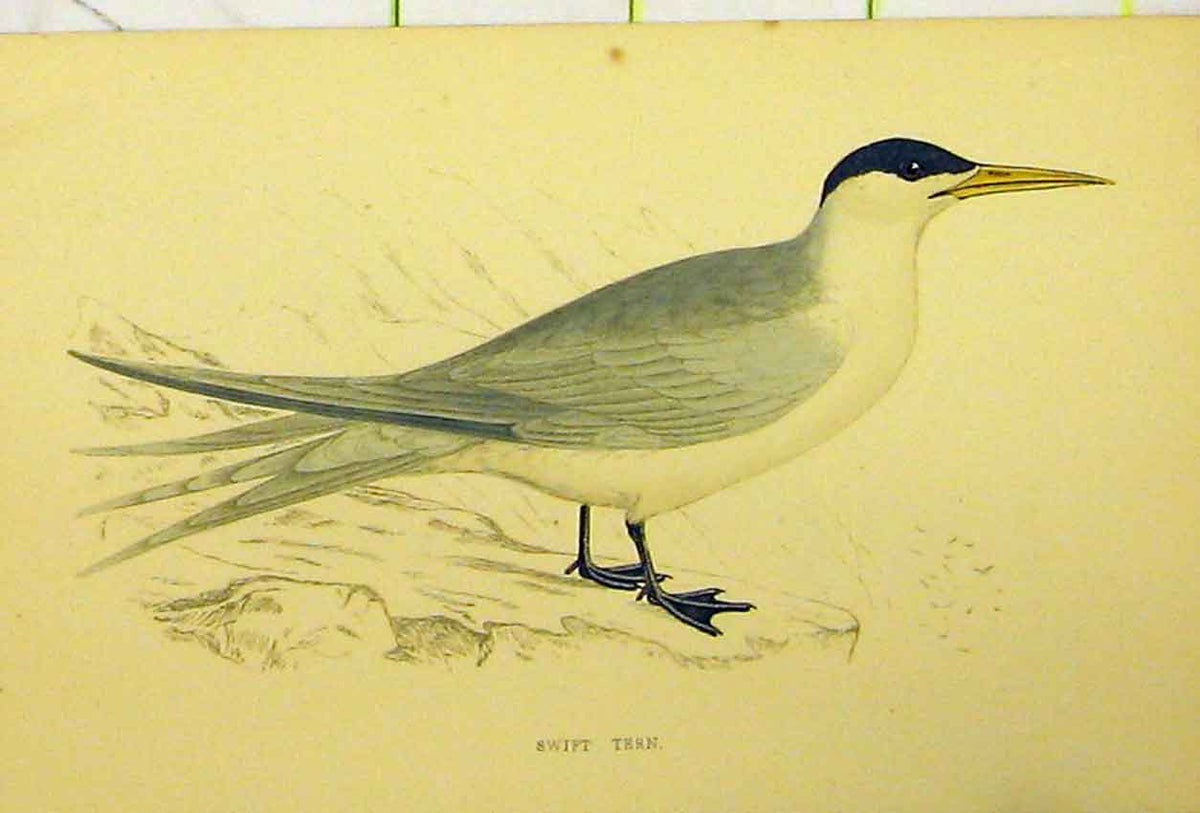 Original Old Antique Print Hand Coloured C1880 Swift Tern Bird Natural History