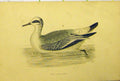 Original Old Antique Print Grey Phalarope Bird Duck Hand Coloured