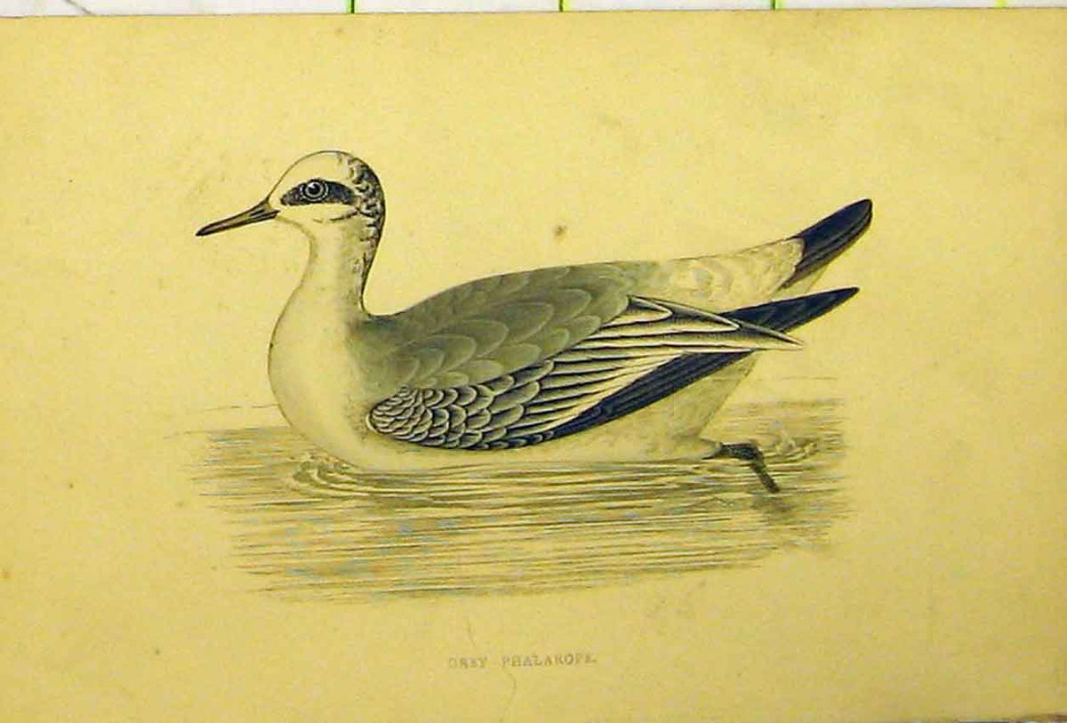 Original Old Antique Print Grey Phalarope Bird Duck Hand Coloured
