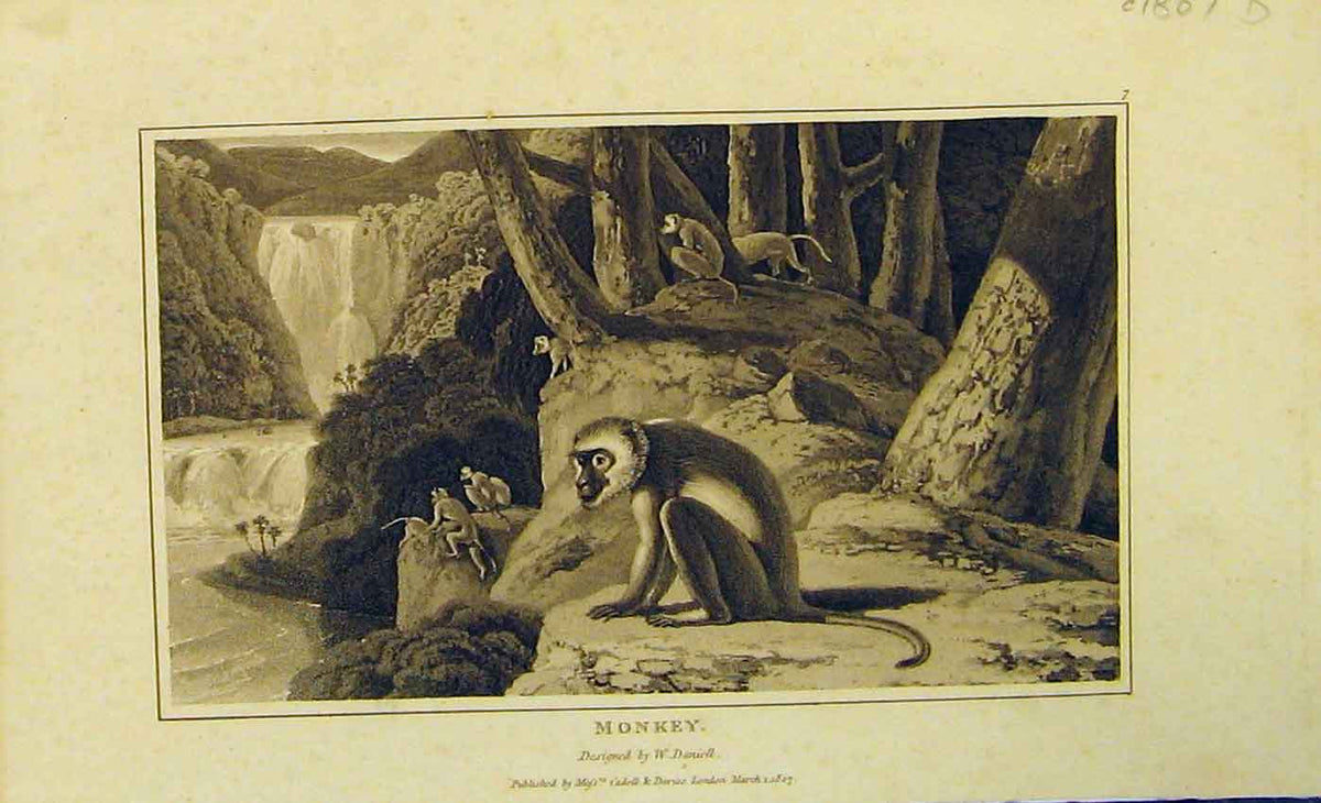 Original Old Antique Print 1807 Natural History Animal Monkey Napoleonic Era