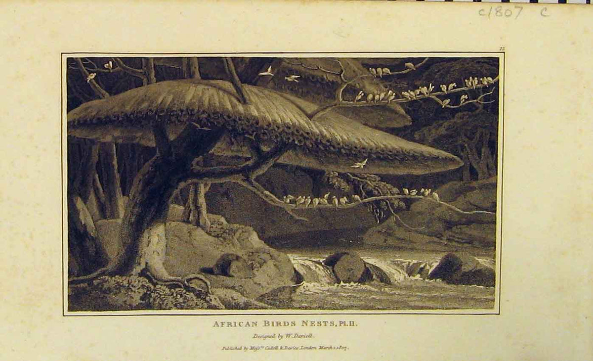 Original Old Antique Print 1807 Natural History African Birds Nests 19th
