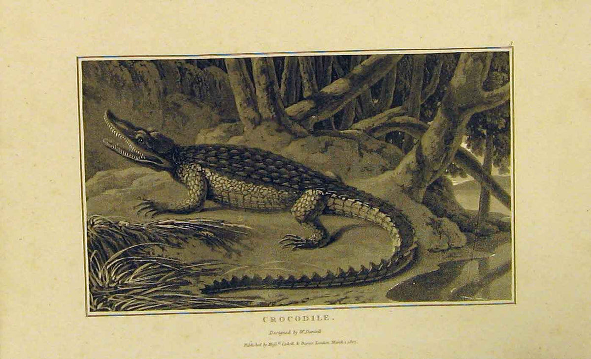 Original Old Antique Print Crocodile River Trees 1807 Natural History 19th