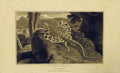 Original Old Antique Print 1807 Natural History Animal Flying Dragon 19th
