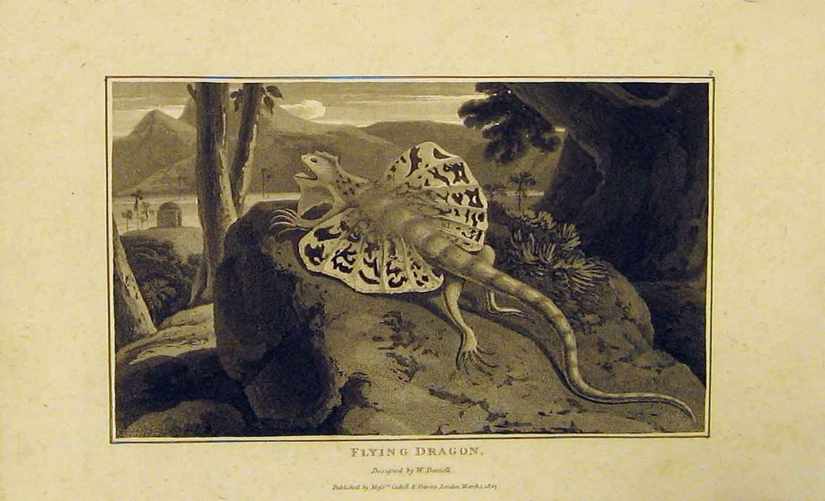 Original Old Antique Print 1807 Natural History Animal Flying Dragon 19th