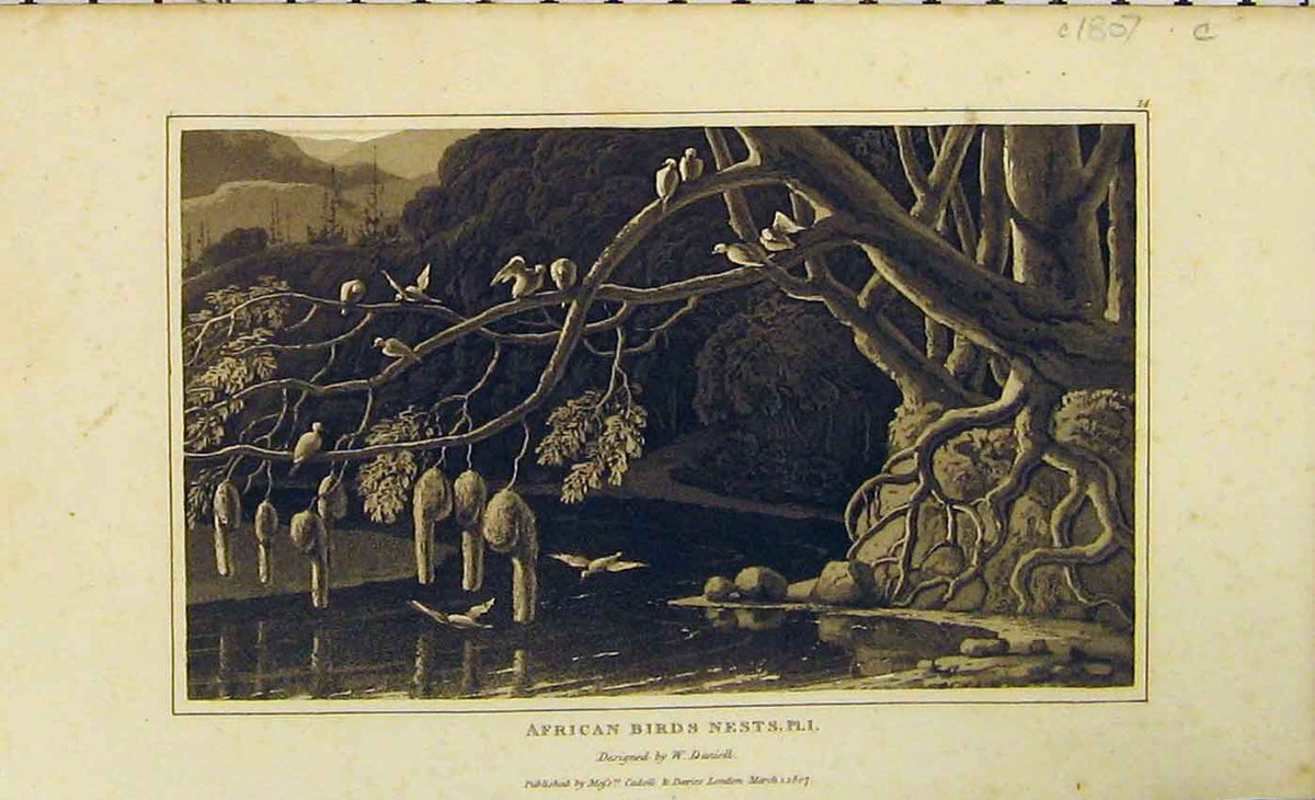 Old Antique Print 1807 American Birds Nests Trees River Natural History 19th