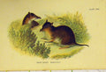 Original Old Antique Print C1807 Natural History Short-Nosed Bandicoot 19th