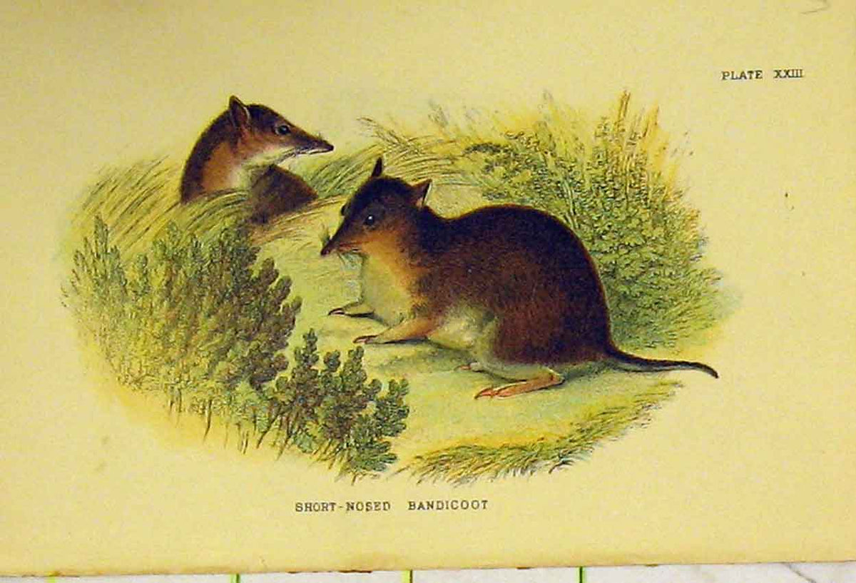 Original Old Antique Print C1807 Natural History Short-Nosed Bandicoot 19th