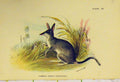Original Old Antique Print C1807 Common Rabbit-Bandicoot Natural History 19th