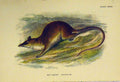 Original Old Antique Print Rat-Tailed Opossum C1807 Natural History Marsupials
