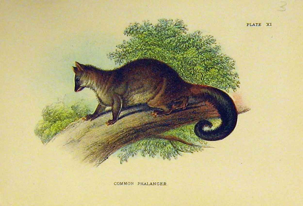 Original Old Antique Print Common Phalanger C1807 Natural History Marsupial