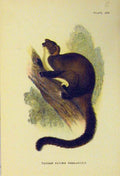 Original Old Antique Print Natural History C1807 Taguan Flying Phalanger 19th