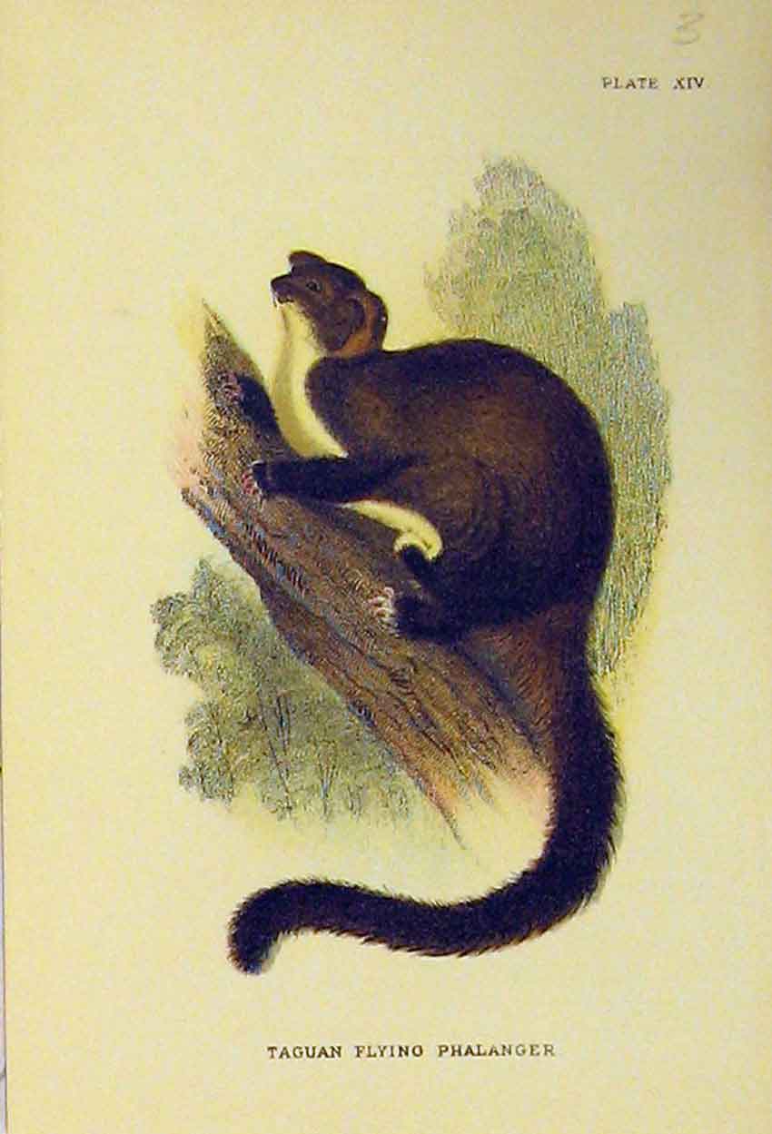 Original Old Antique Print Natural History C1807 Taguan Flying Phalanger 19th