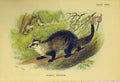 Original Old Antique Print Natural History Marsupial C1807 Azara'S Opossum 19th