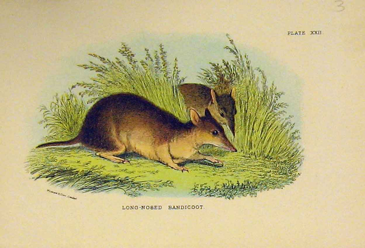 Original Old Antique Print C1807 Natural History Rodent Long-Nosed Bandicoot