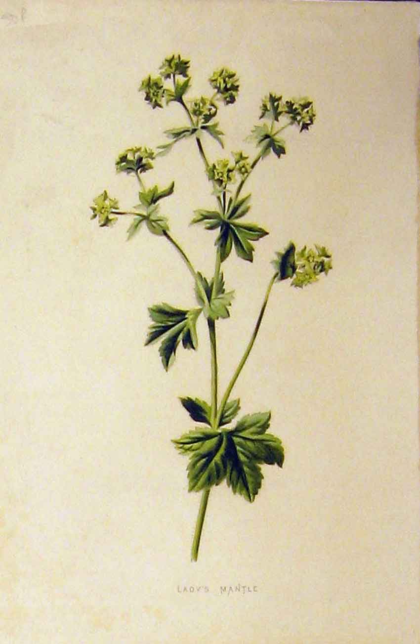 Original Old Antique Print Colour Botanical C1890 Lady'S Mantle 19th