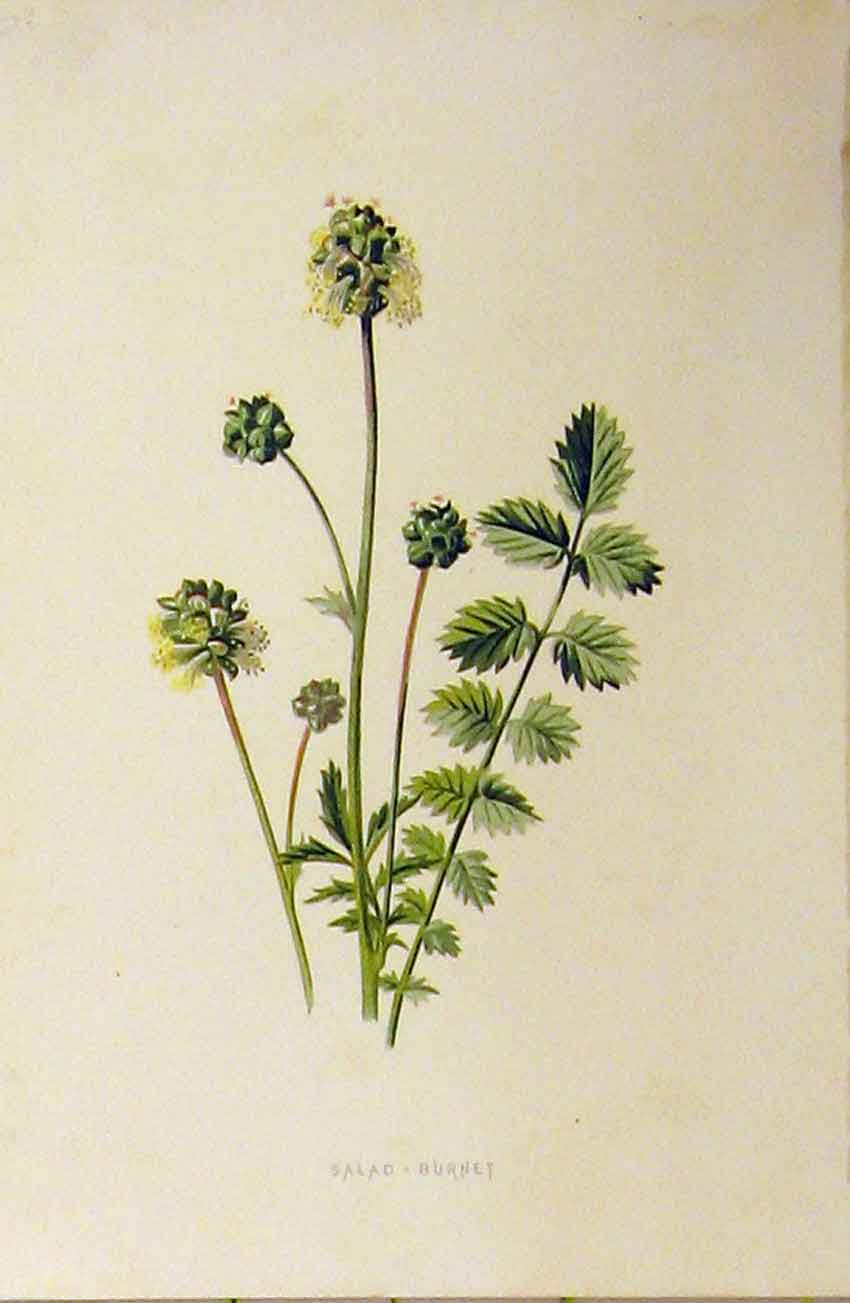 Original Old Antique Print Salad Burnet Plant C1890 Botanical Colour Victorian