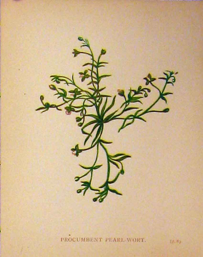 Original Old Antique Print C1880 Botanical Procumbent Pearl-Wort Plant 19th