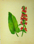 Original Old Antique Print Wood Betony Flower Plant C1880 Botanical Colour 19th