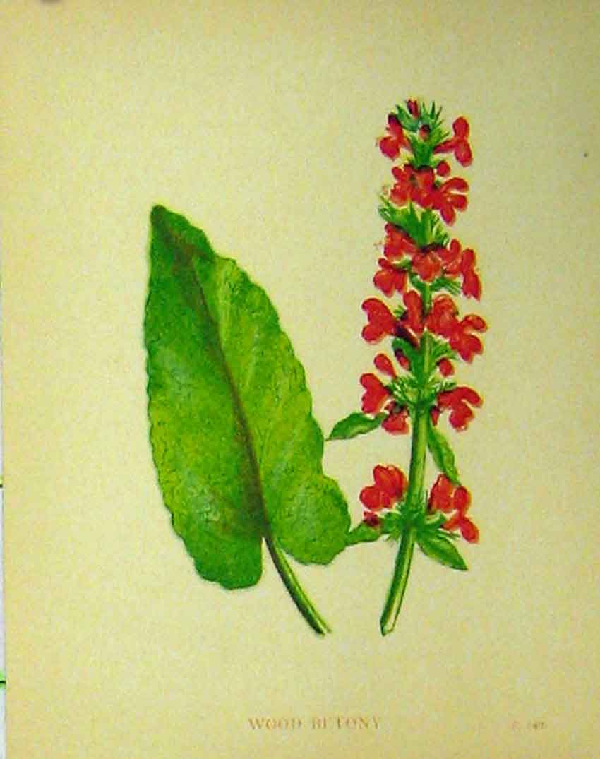 Original Old Antique Print Wood Betony Flower Plant C1880 Botanical Colour 19th