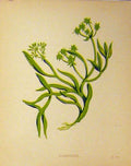 Original Old Antique Print C1880 Colour Botanical Samphire Grass Plant 19th