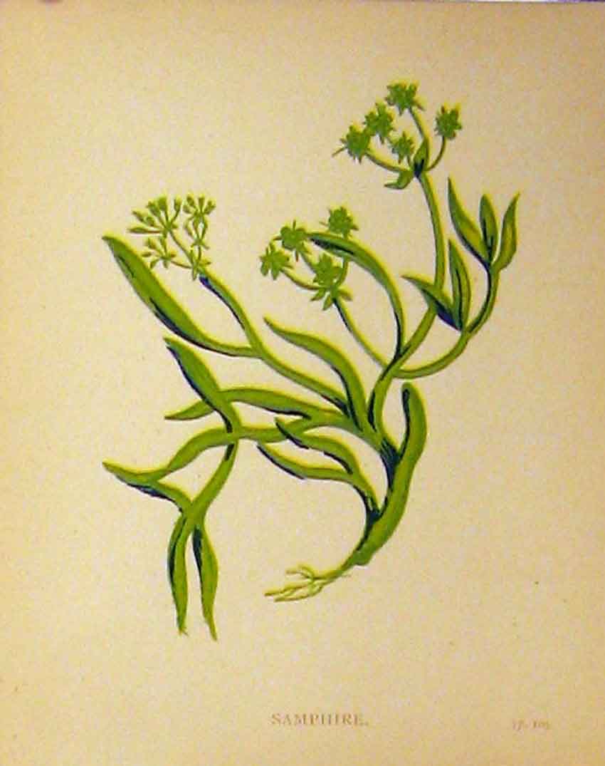Original Old Antique Print C1880 Colour Botanical Samphire Grass Plant 19th