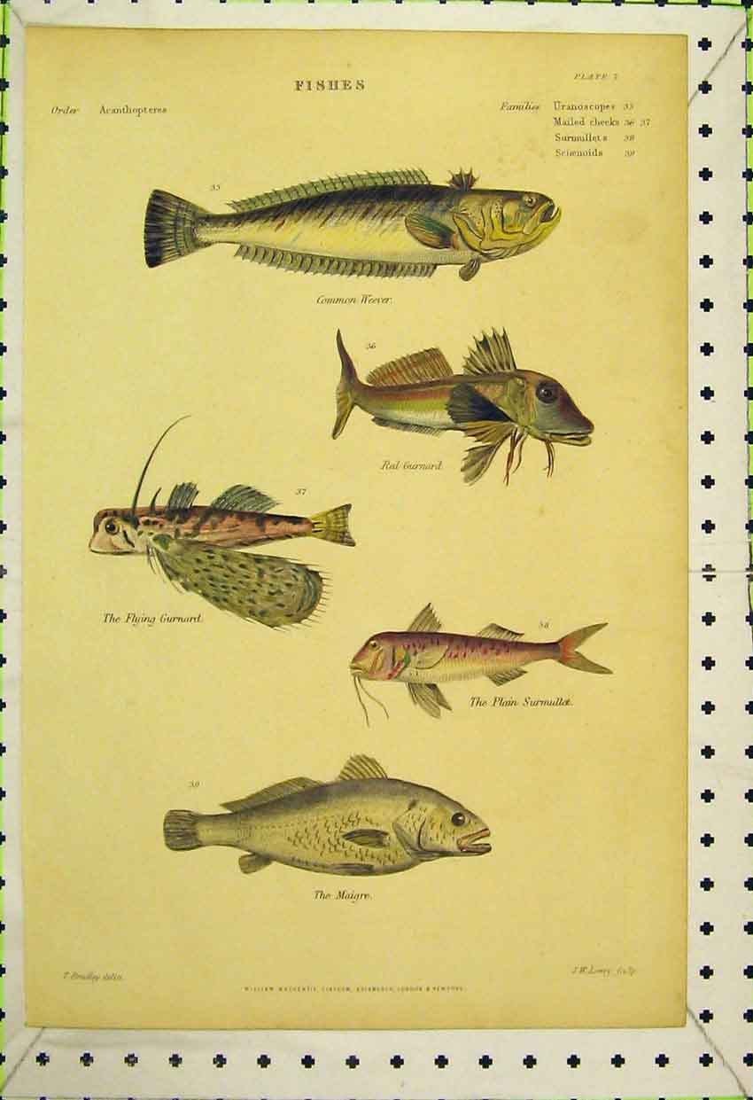 Original Old Antique Print C1850 Colour Fish Weever Gurnard Maigre Flying 19th