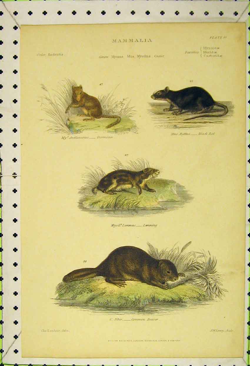 Original Old Antique Print Dormouse Black Rat Lemming Common Beaver C1850 19th