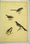 Original Old Antique Print Birds C1850 Titmouse Robin Mocking-Bird Flycatcher
