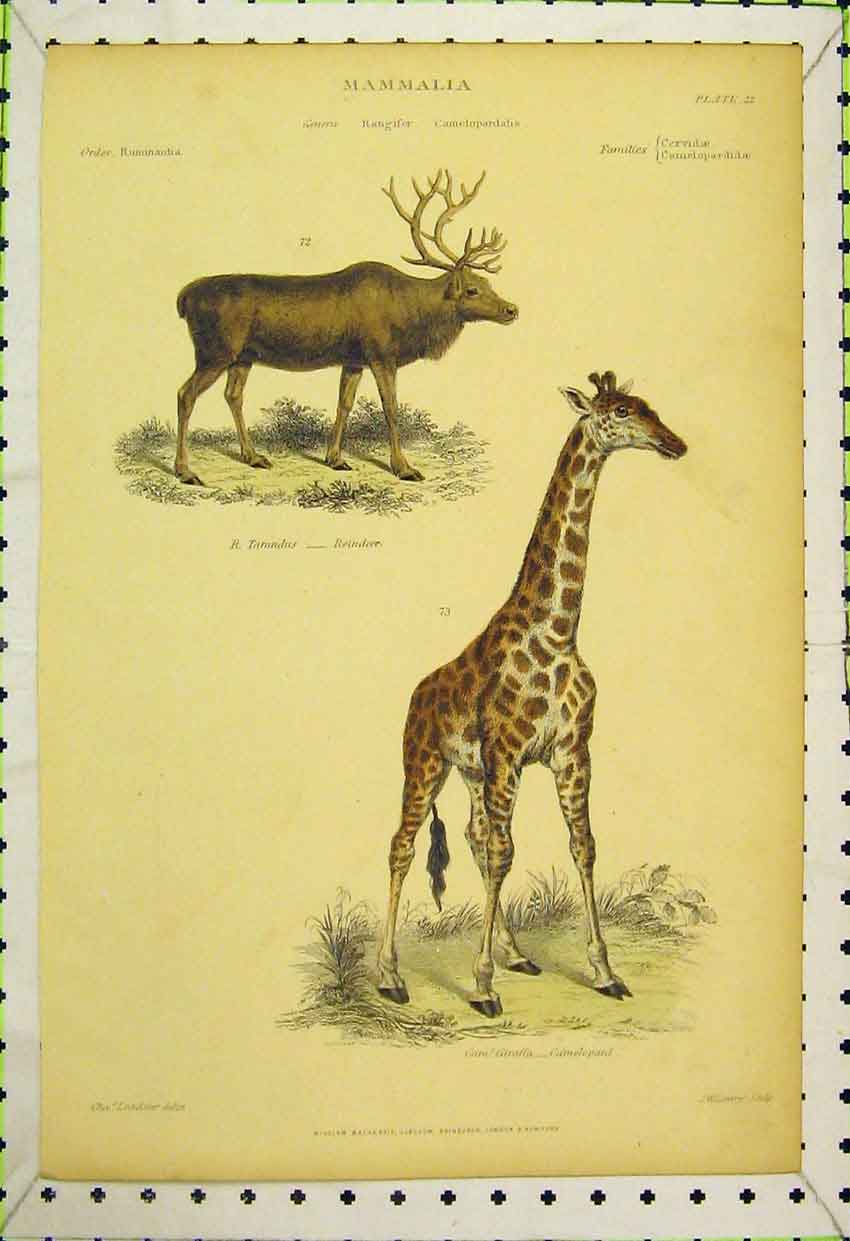 Original Old Antique Print Mammalia C1850 Colour Reindeer Camelopard Camel 19th
