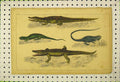 Original Old Antique Print Crocodile Dragon Lizard Common Guana C1850 Colour