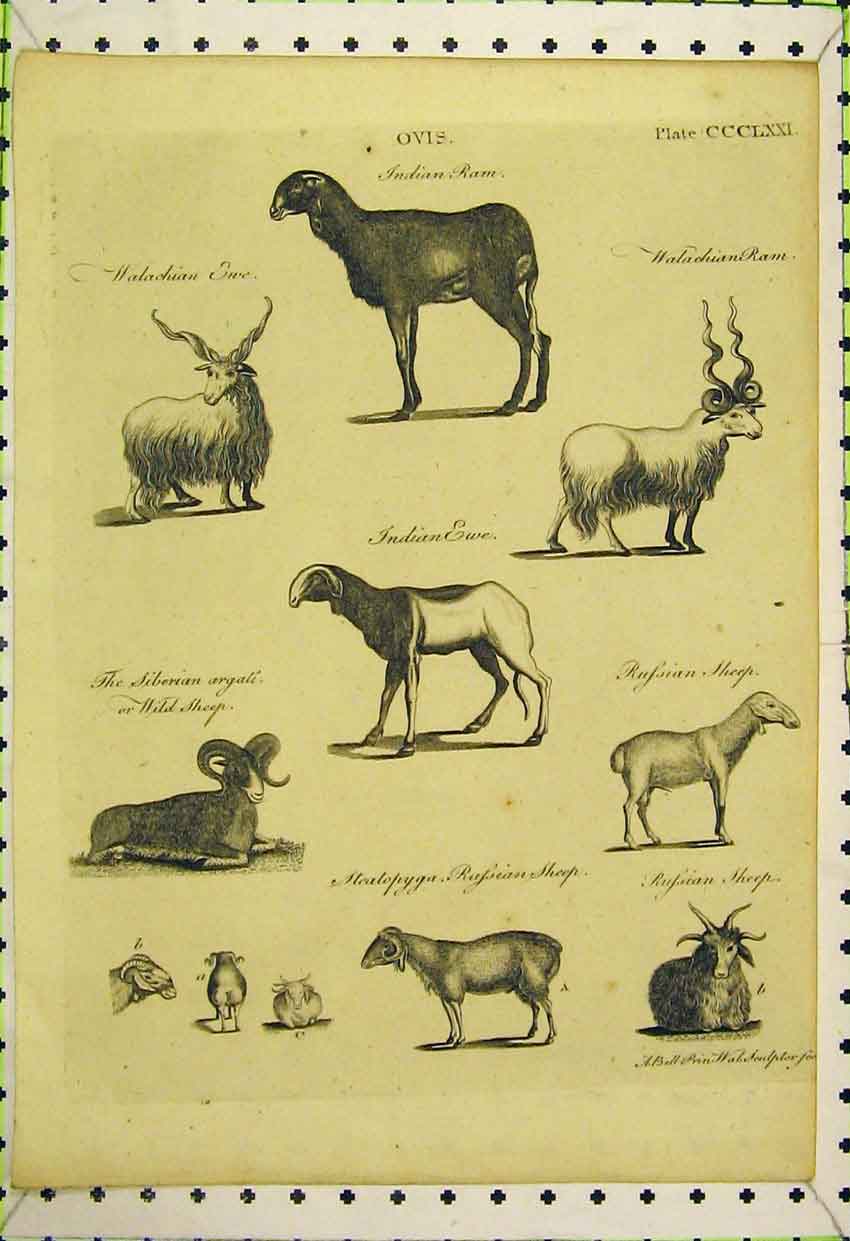 Original Old Antique Print Indian Ram Ewe Sheep Russian Siberian Horns