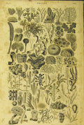 Original Old Antique Print Polypi Sea-Life C1860 Animated Nature 19th
