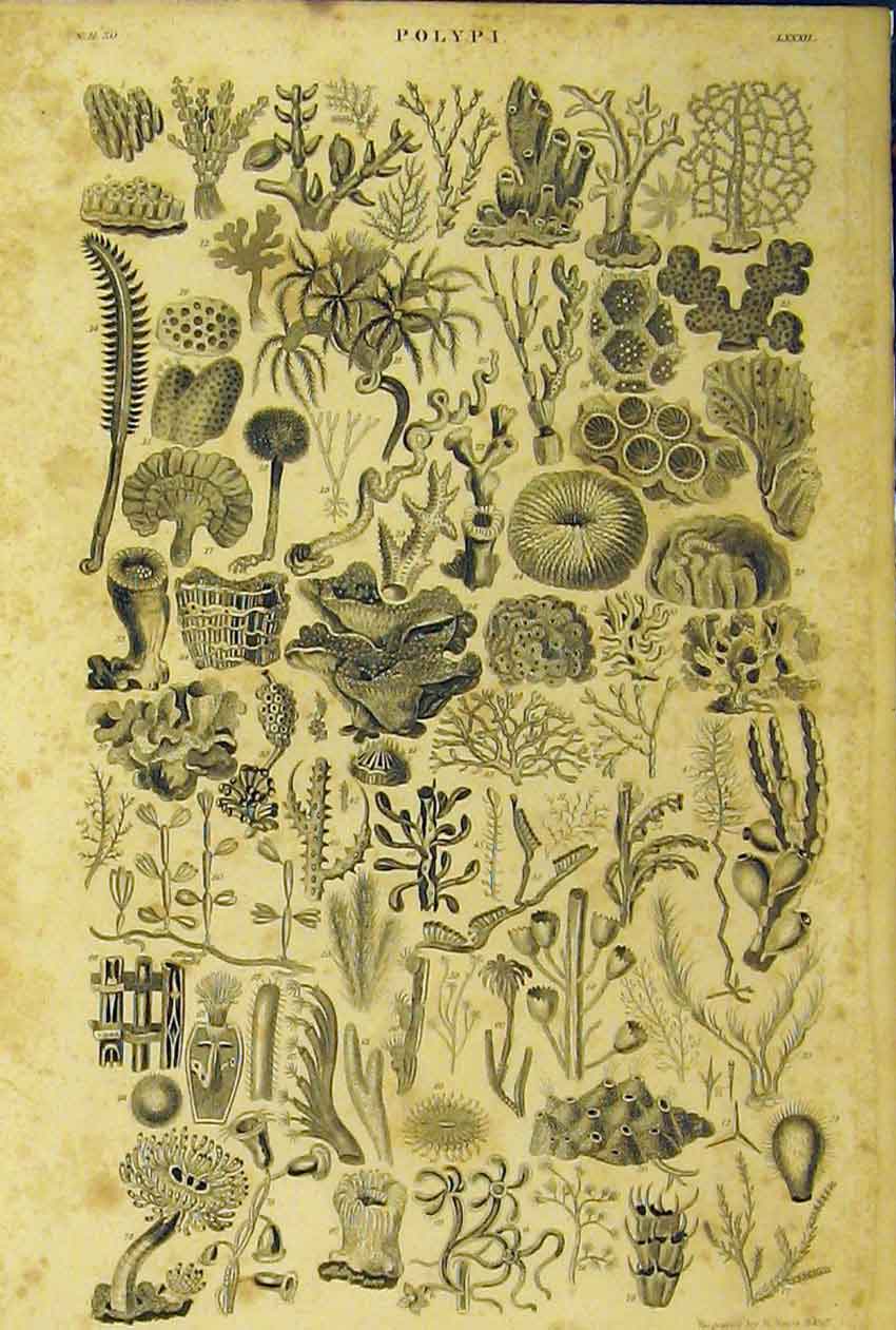 Original Old Antique Print Polypi Sea-Life C1860 Animated Nature 19th