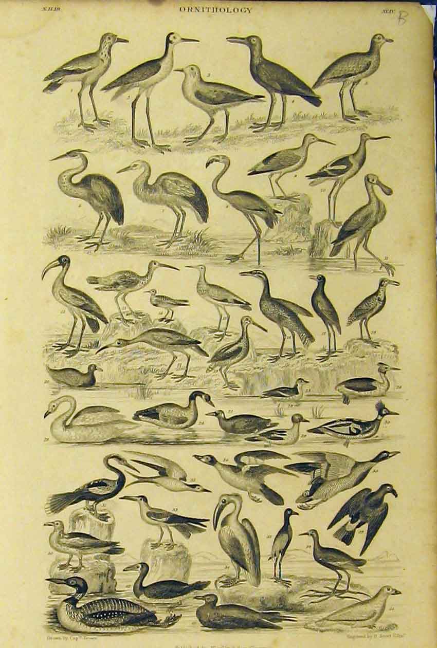 Original Old Antique Print Ornithology C1860 Birds Species Animated Nature 19th