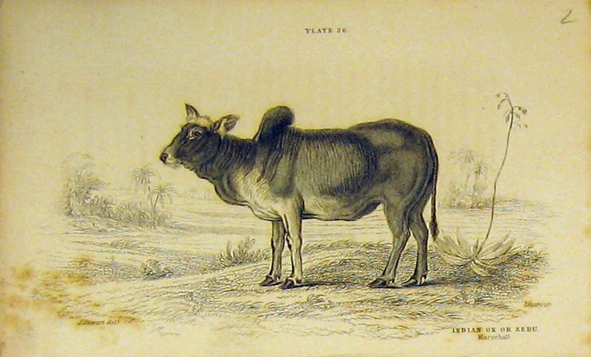 Original Old Antique Print C1850 Hand Coloured Indian Ox Zebu Animals Victorian