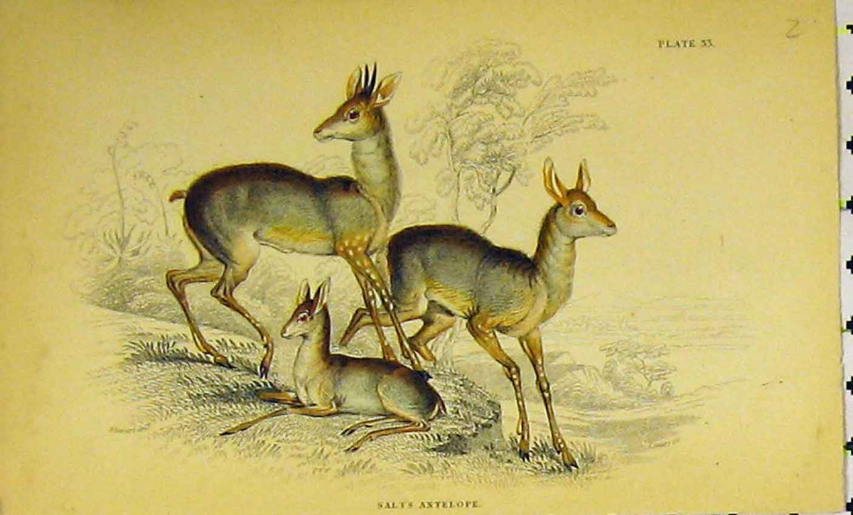 Original Old Antique Print Salts Antelope Animal C1850 Hand Coloured Victorian