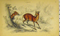 Original Old Antique Print Grim Animals Country C1850 Hand Coloured Victorian