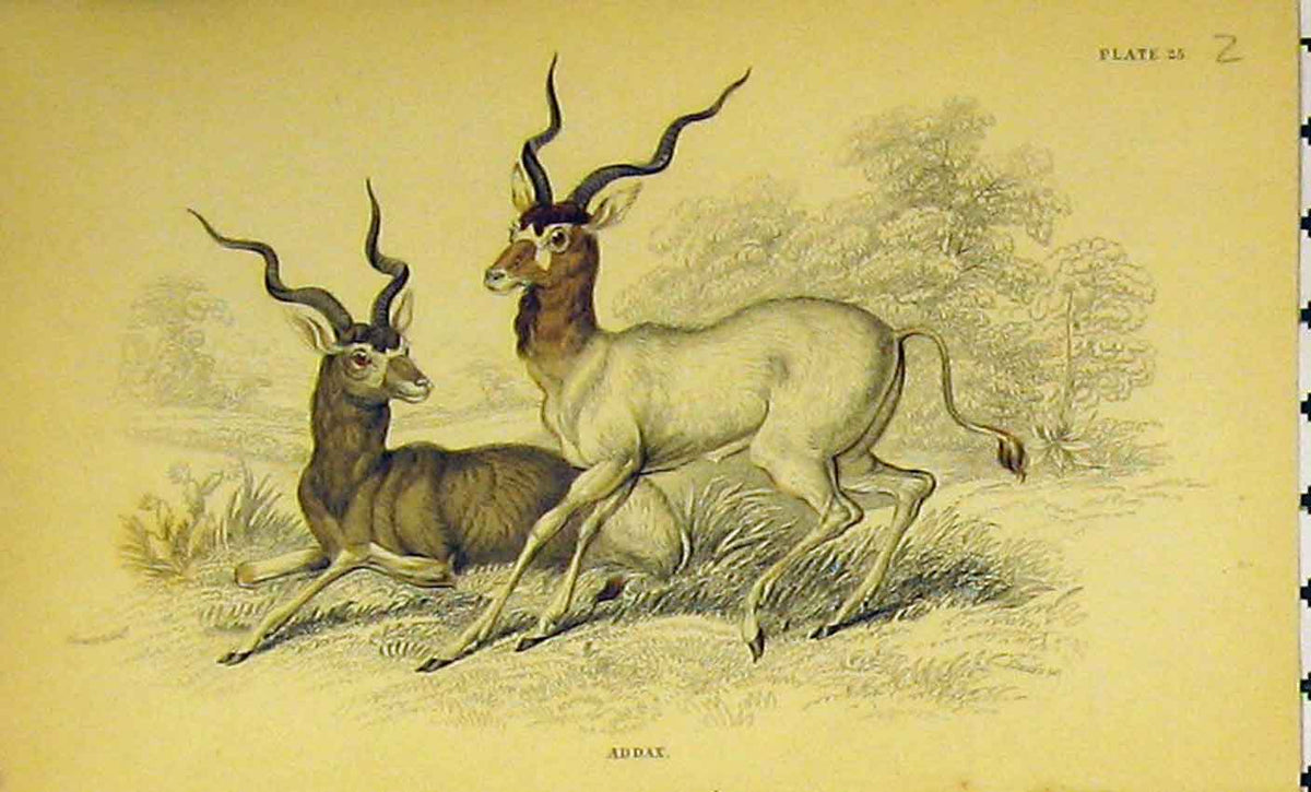 Original Old Antique Print Addaz Animal C1850 Hand Coloured 19th