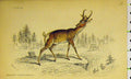 Original Old Antique Print Prong-Horned Antelope C1850 Hand Coloured Victorian