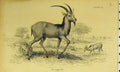 Original Old Antique Print Takhaitze Animal C1850 Hand Coloured 19th