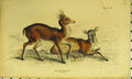 Original Old Antique Print Pita Brochet C1850 Hand Coloured Anima L Victorian