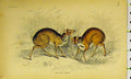 Original Old Antique Print Napu Musk Animal C1850 Hand Coloured 19th