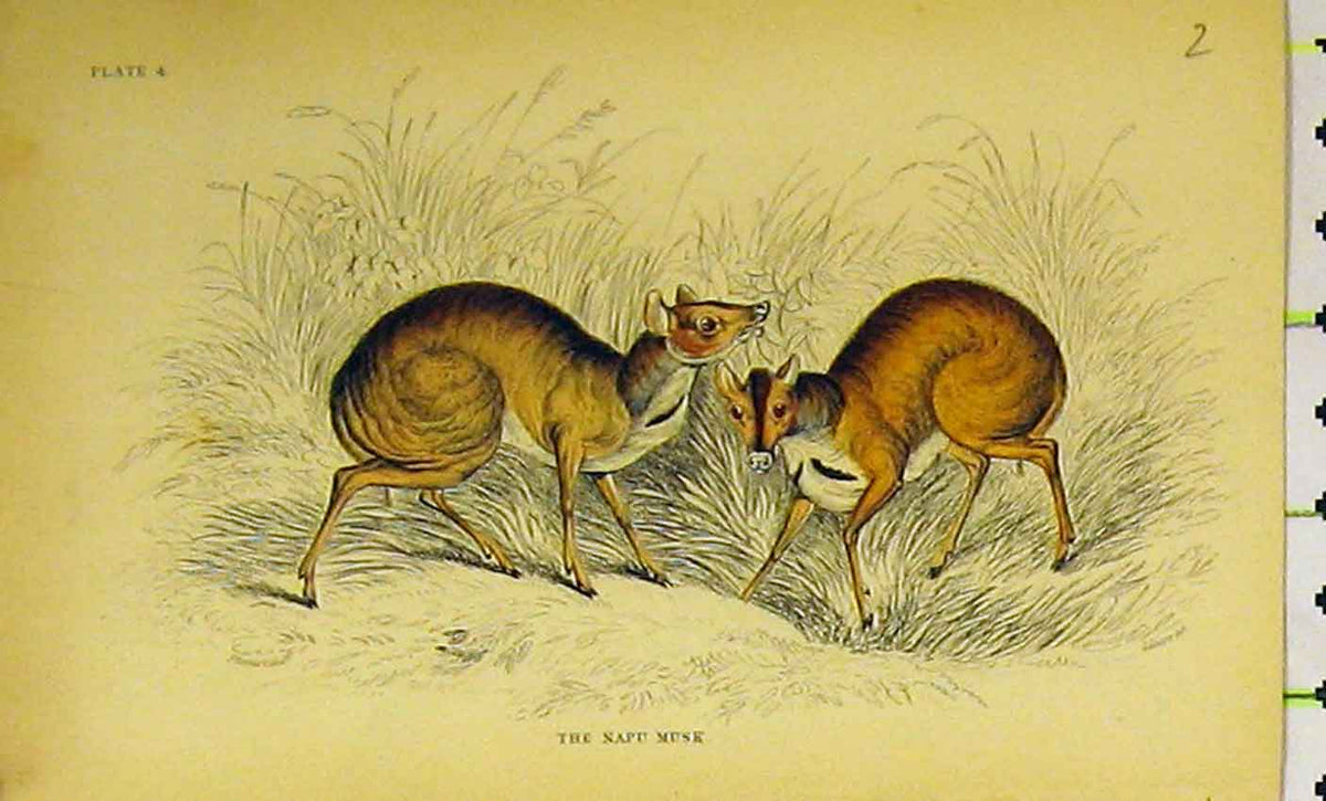 Original Old Antique Print Napu Musk Animal C1850 Hand Coloured 19th
