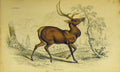 Original Old Antique Print Wapiti Animal C1850 Hand Coloured 19th
