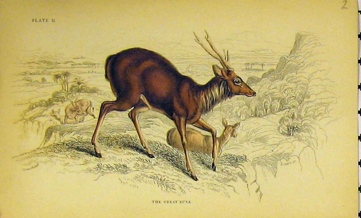 Original Old Antique Print C1850 Great Rusa Animal Hand Coloured 19th