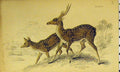 Original Old Antique Print Spotted Axis C1850 Hand Colored Animal Victorian