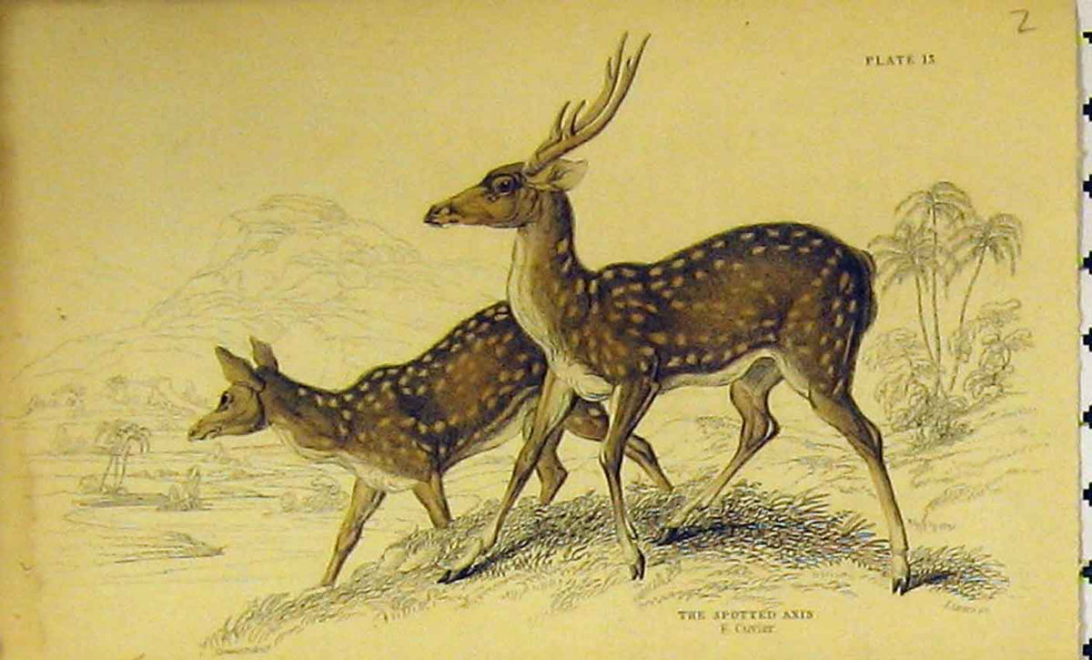Original Old Antique Print Spotted Axis C1850 Hand Colored Animal Victorian