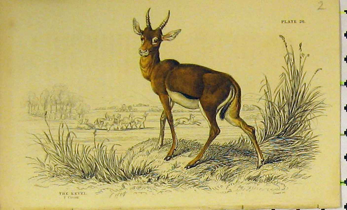 Original Old Antique Print Kevel Animal C1850 Hand Coloured 19th